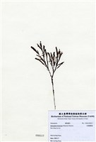藏品(叉開網翼藻)的圖片